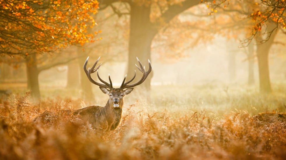 Stag in park